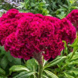 300+ Cockscomb Seeds for Planting Celosia Cockscomb Seeds Dwarf Flower Seed Non-GMO Seeds Exotic Flowers Garden Outdoor