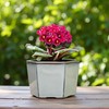 Dphagesy African Violet Pots 6 inch Hexagon Self-Watering Ceramic Violet