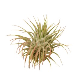 House Plant Shop | Tillandsia Air Plant Variety - 3 Pack | Live Indoor Plant | Easy to Care | Natural Décor Plant | Great Gifts| Free Care Guide