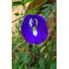 Buy Rare Seeds Clitoria ternatea Single Blue and White Mix