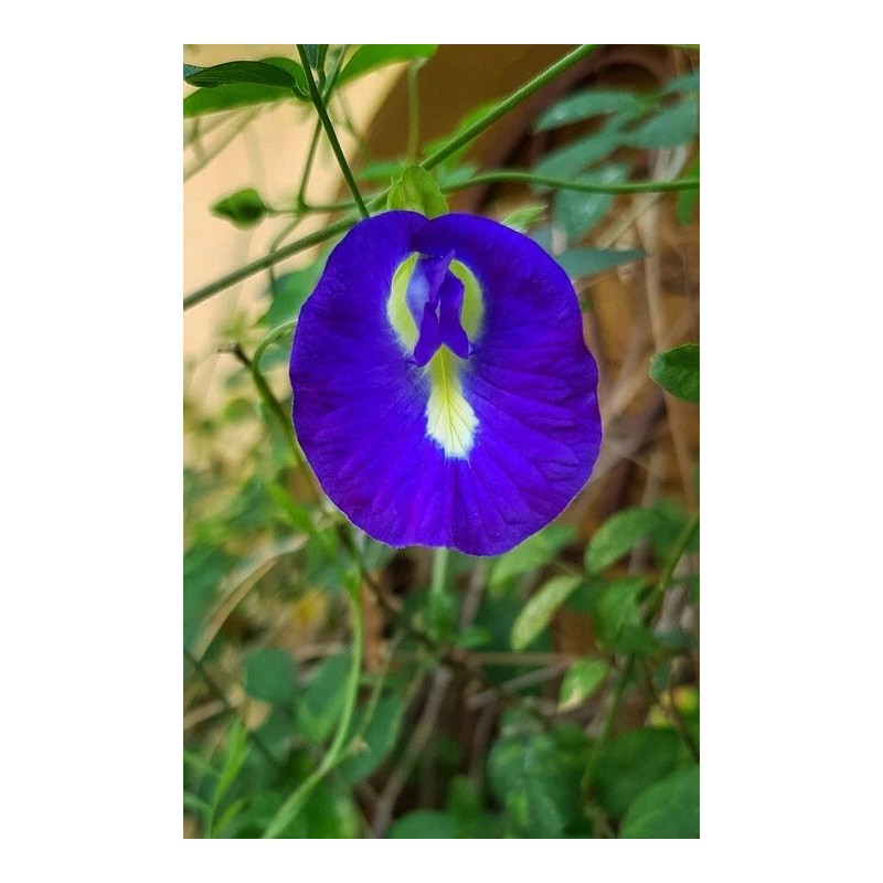 Buy Rare Seeds Clitoria ternatea Single Blue and White Mix