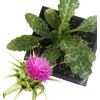Smoke Camp Crafts Milk Thistle Plant, (Silybum marianum) 2.5 inch