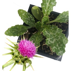 Smoke Camp Crafts Milk Thistle Plant, (Silybum marianum) 2.5 inch Pot