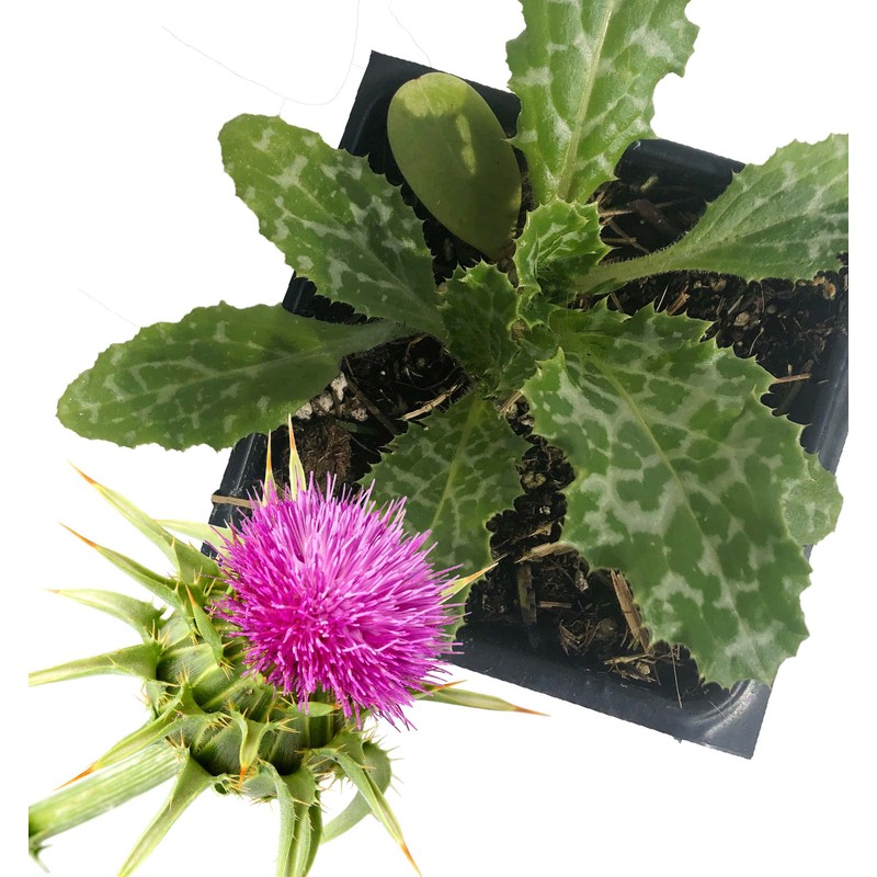 Smoke Camp Crafts Milk Thistle Plant, (Silybum marianum) 2.5 inch