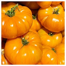 Everwilde Farms - 1 Oz Yellow Brandywine Heirloom Tomato Seeds - Gold Vault