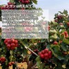 Yama Jiko Hawthorn Tea Dry Mountain Jiko Nuclear Mountain Properties