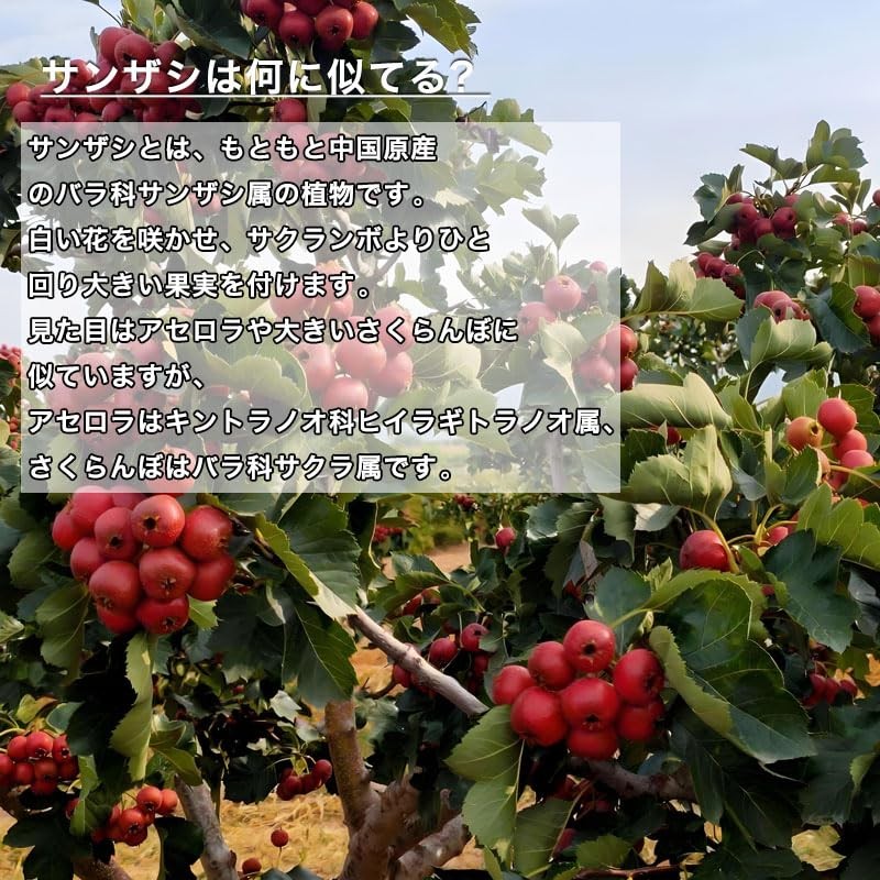Yama Jiko Hawthorn Tea Dry Mountain Jiko Nuclear Mountain Properties
