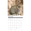 Willow Creek Press Bunnies Monthly 2025 Wall Calendar (12" x