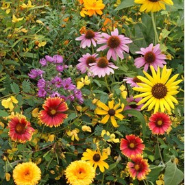 TomorrowSeeds - Birds, Bees, and Butterflies - Pollinators Mix Seeds - 1 Ounce - For 2025 Planting Multi Variety Mix Colorful Annual Perennial Bright Fragrant Flowers Landscaping Growing Grow Your Own