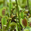 Outsidepride Venus Flytrap Plant Flower Seeds - 20 Seeds