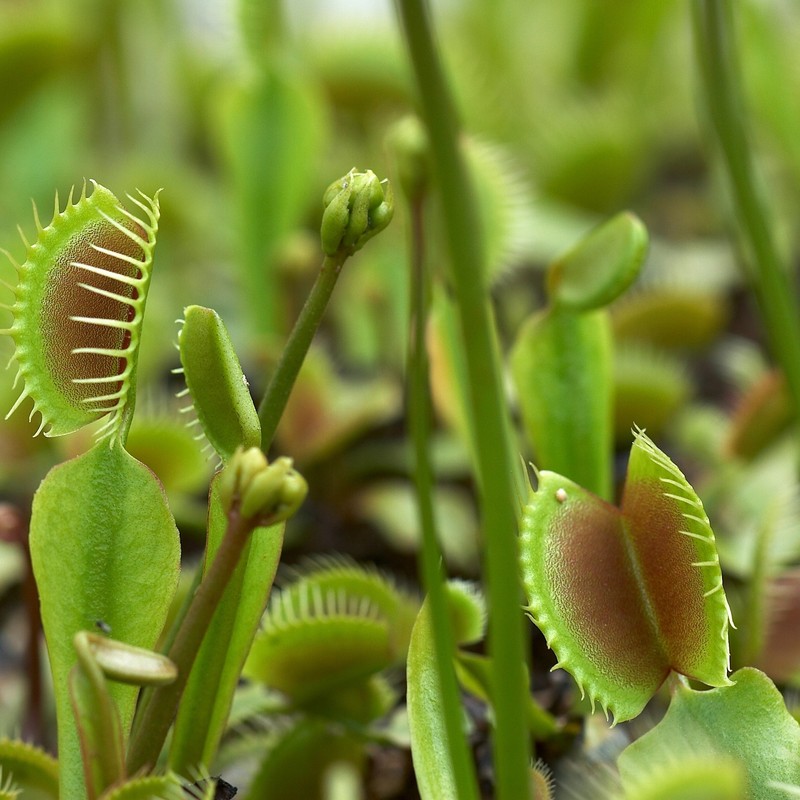 Outsidepride Venus Flytrap Plant Flower Seeds - 20 Seeds