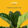 Costa Farms Fiddle Leaf Fig, Live Indoor Floor Plant, Ficus