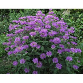 Wild Bergamot Seed - Non-GMO, 100+ Seeds, Native Perennial Wildflower for Pollinator Gardens & Herbal Uses. Known for its Aromatic Leaves and Vibrant Lavender Blooms
