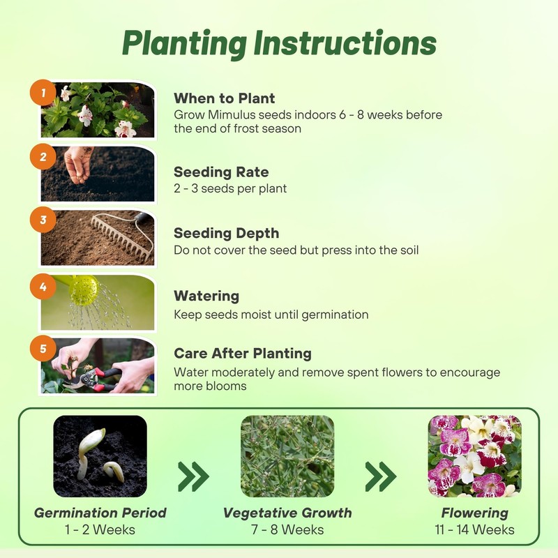 Outsidepride Spring Mix Mimulus Seeds - 100 Pcs Annual, Compact,