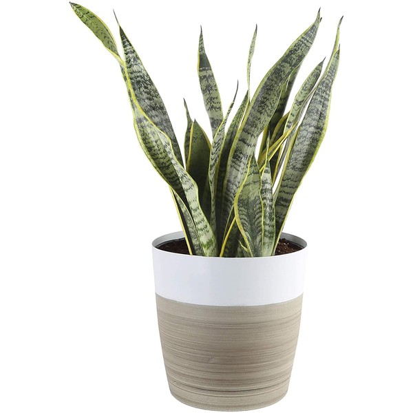 Costa Farms Premium Live Indoor Snake Sansevieria Floor Plant Shipped in Décor Planter, 2-Feet Tall, Grower's Choice, Green, Yellow
