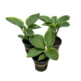 Live Perennial Hosta - Francis Williams (3 Per Pack), Beautiful Accent Plant, 10" Tall by 6" Wide in 1 Quart Pot
