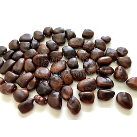 Tamarind Seeds for Planting Grow Organic Florida Product of USA 2022 New Seeds (30)
