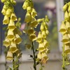 Outsidepride Foxglove Yellow - 2000 Seeds