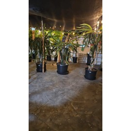 ORGANICO box of 10 DRAGON FRUIT CUTTINGS - MULTIPLE VARIETIES for  8-12 inches - purple