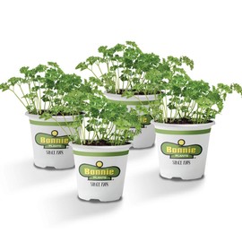 Bonnie Plants Curled Parsley Live Herb Plants - 4 Pack, Biennial, Non-GMO, Garnish, Seasoning, Salads, Palate Cleanser