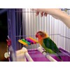 SunGrow Parrot Cage Hammock Swing, Colorful Wooden Swing with Metal