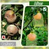 DECYOOL 120 PCS Fruit Protection Bags 8x12 inch, Green Fruit