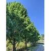 Bald Cypress | 3 Live Trees | Taxodium Distichum |