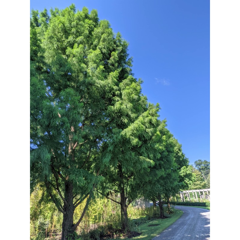 Bald Cypress | 3 Live Trees | Taxodium Distichum |
