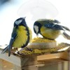 Clear Dome Bird Feeder Cover, Large Diameter Weather Protection for