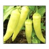 100 Sweet Banana Pepper Seeds for Planting Non GMO Heirloom
