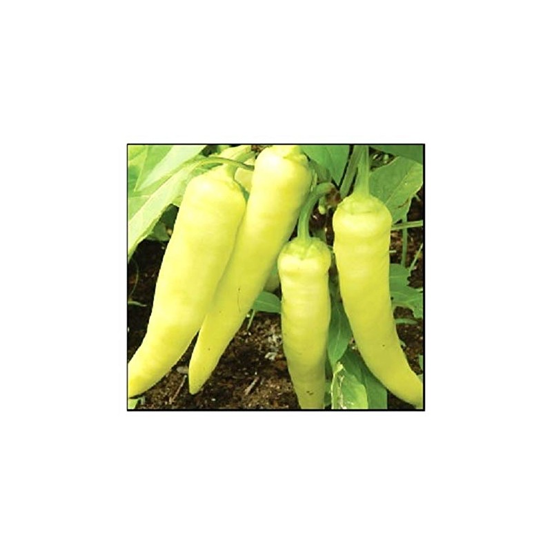 100 Sweet Banana Pepper Seeds for Planting Non GMO Heirloom