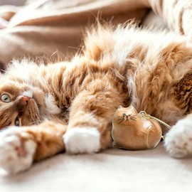 Cat Hair Keychain And Dog Hair Keychain, Pet Hair Storage Bottle Souvenirs, Cat Fur Keepsake, A Wonderful Gift to Commemorate And Remember