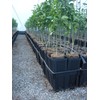 Stuewe & Sons – Citrus Treepot Growing Kit – CP512CH