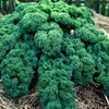 Kale Garden Seeds - Vates Blue Scotch Curled - 1