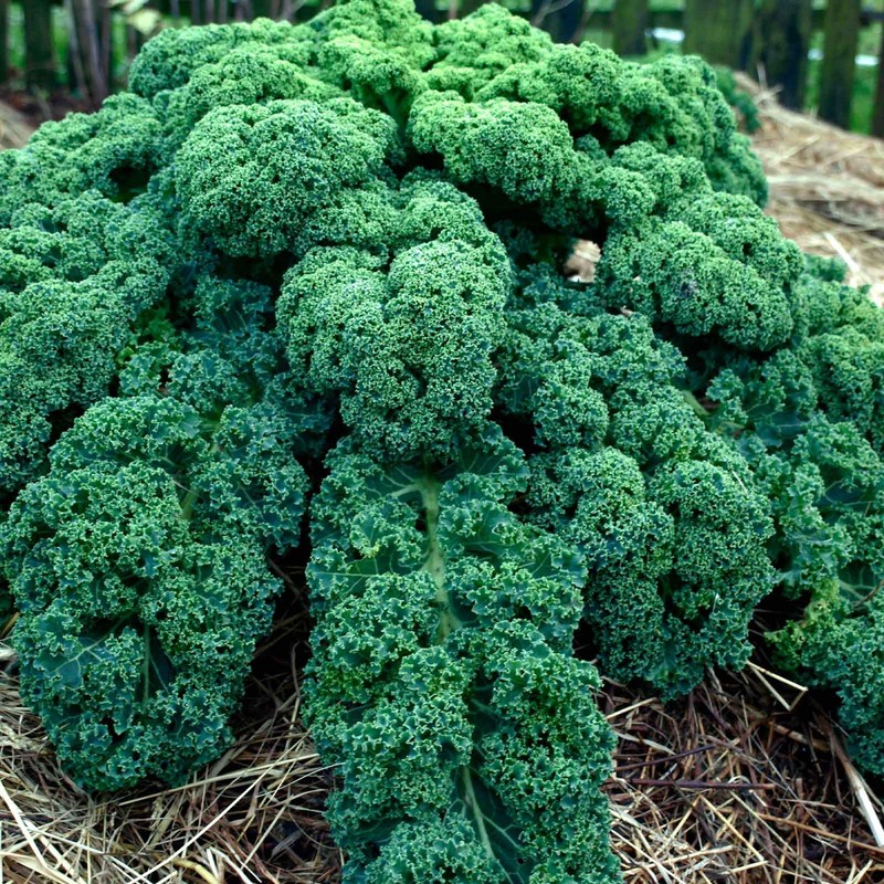 Kale Garden Seeds - Vates Blue Scotch Curled - 1