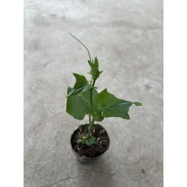 Chayote Plant With Pot 8” Live Plant Ready To Plant