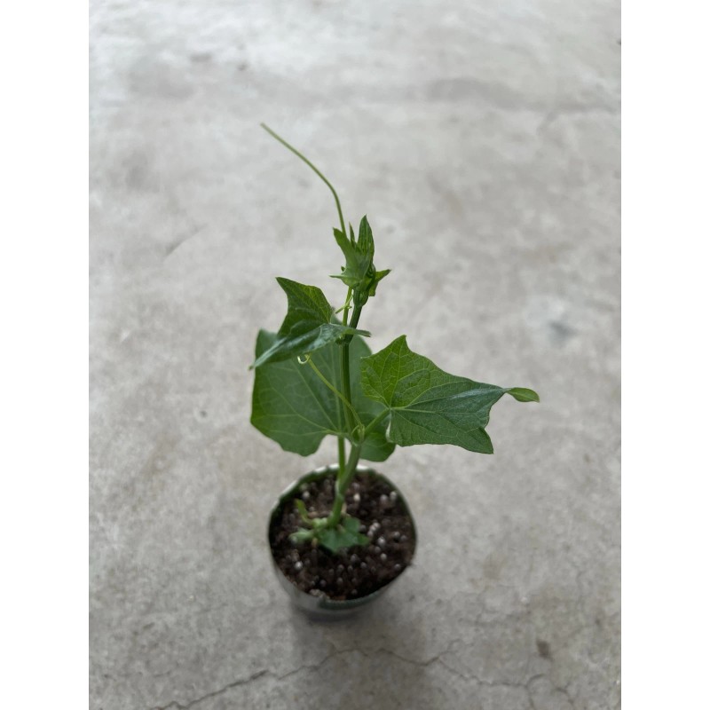 Chayote Plant With Pot 8” Live Plant Ready To Plant