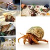 3 PCS Hermit Crab Shells 2~2.7Inch Natural Hermit Crab Shells