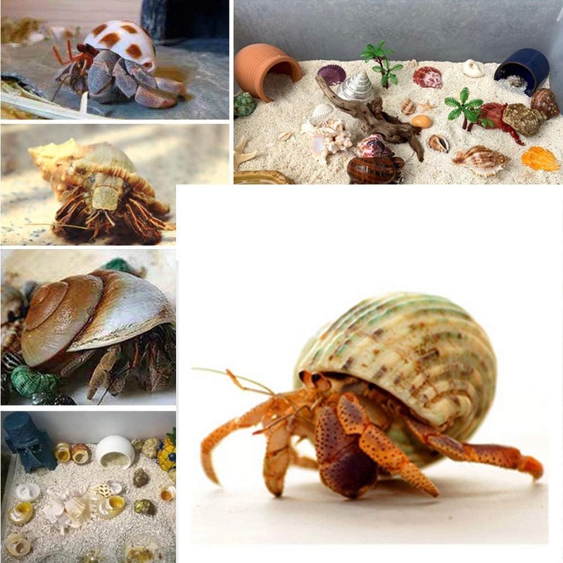 3 PCS Hermit Crab Shells 2~2.7Inch Natural Hermit Crab Shells