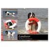 Landseer - Das Wasser ist ihr Element (Wandkalender 2026 DIN