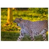 Will Davis Studios Early Morning Cheetah Fine Art Birthday Greeting