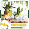 Qualirey 100 Pcs Dual Sided Fruit Fly Traps - Indoor
