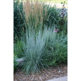 500 Little Bluestem Grass Seeds for Planting 1+ Grams of Seeds Beard Grass Seeds Ornamental Native Grass xeriscape Landscaping