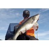 K.P Baits Skeleton Shad Rubber Fish, 3 Inches / 7.5