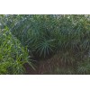 Unbranded Live Umbrella Palm Tropical Aquatic Marginal Pond/Bog Plant -