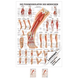 Sport-Tec The Foot Muscles Mini Poster Anatomy 34 x 24 cm Medical Teaching Aid