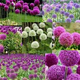 Garden Plant Seed Flower Seed Giant Onion Seeds Allium Giganteum Flower Seeds100+ Pcs Mixed Flowers