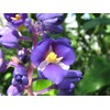3 Live Hawaiian Ginger Cane Plant Sapphire Blue Nt