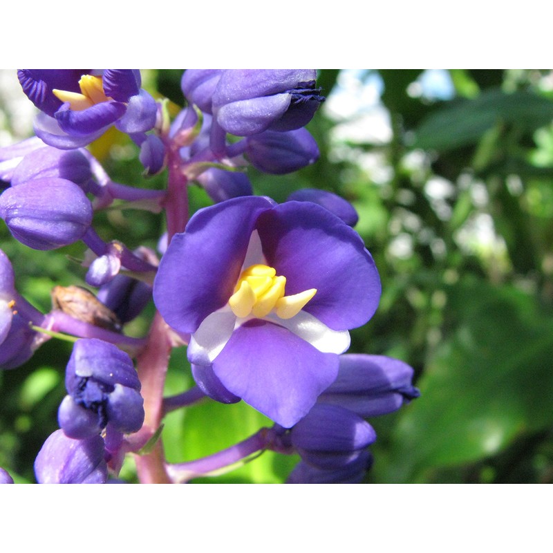3 Live Hawaiian Ginger Cane Plant Sapphire Blue Nt