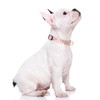 Rnivvi Dog Collar for Small Dogs, Cute Floral Heavy Duty